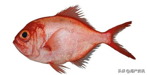 睡覺枕頭位置 紅色的魚種類